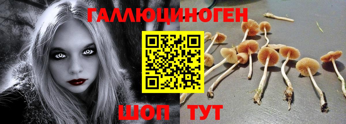 Псилоцибиновые грибы Cubensis Муравленко